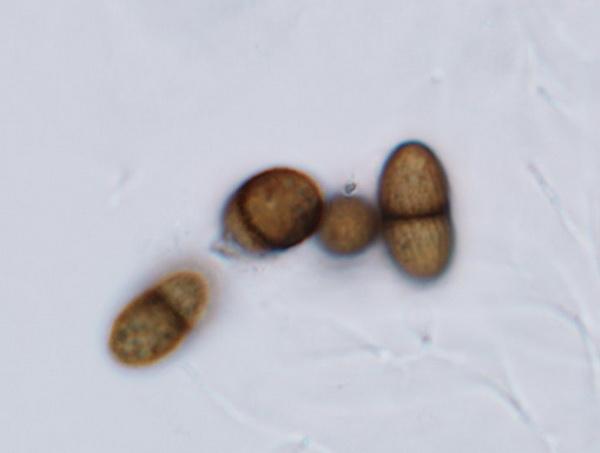 macrostoma
