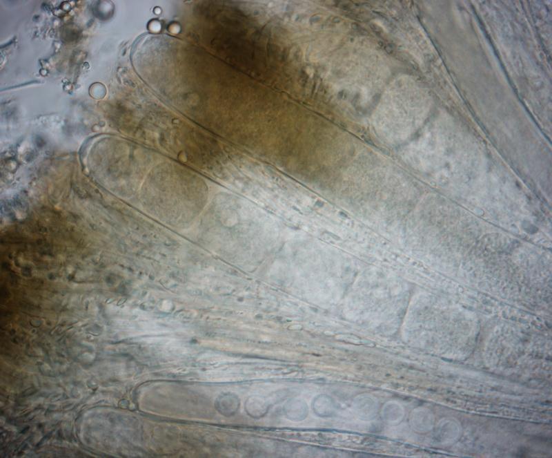 macrostoma