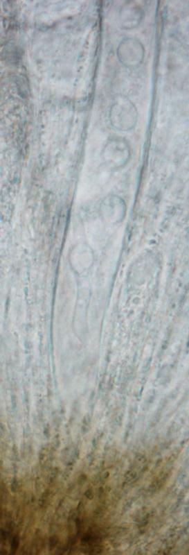 macrostoma
