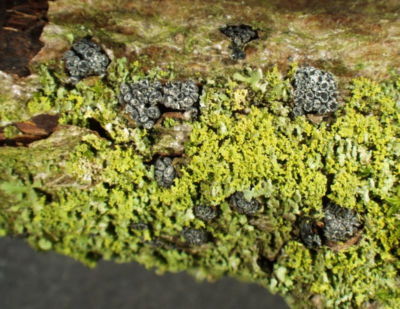 macrostoma