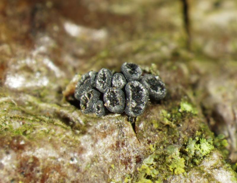 macrostoma