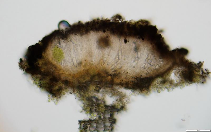 macrostoma