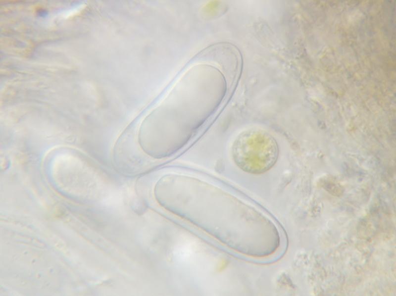 macrostoma