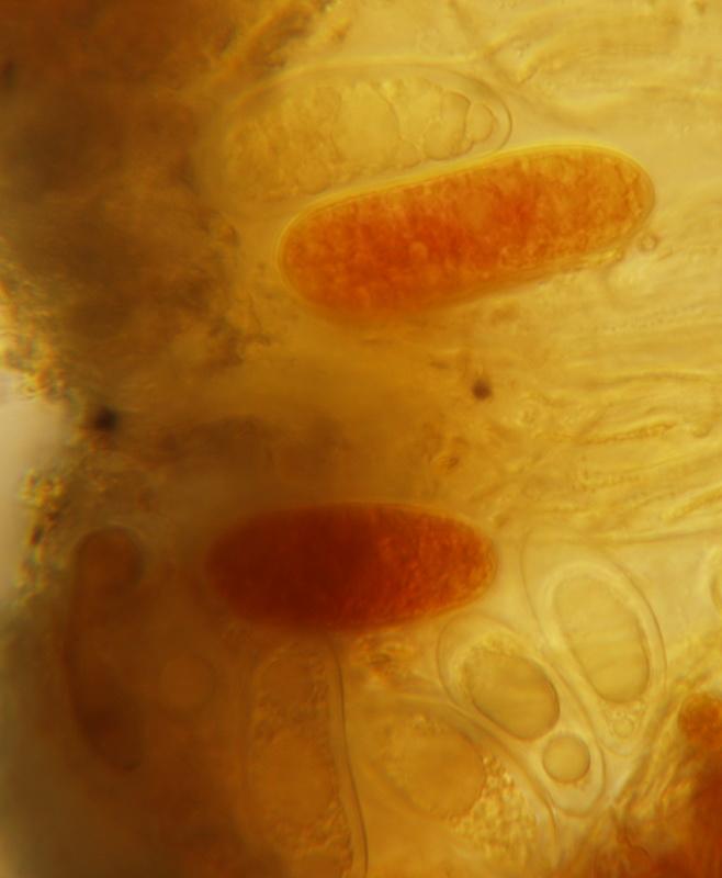 macrostoma