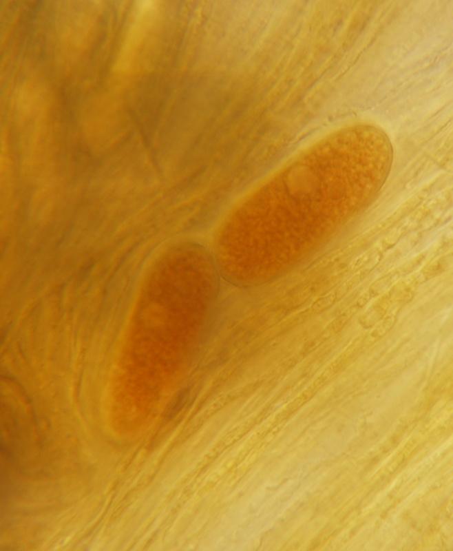 macrostoma