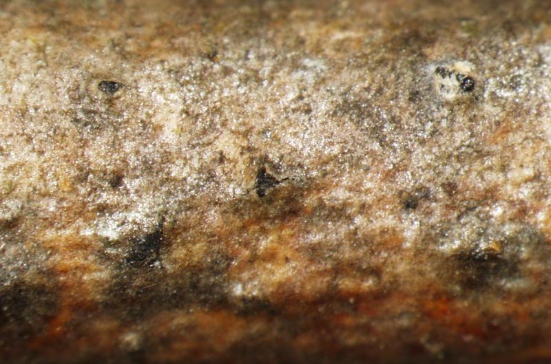 macrostoma