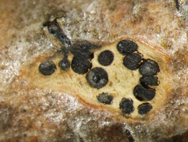 macrostoma