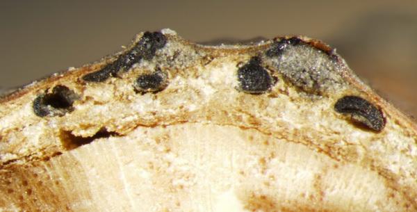 macrostoma