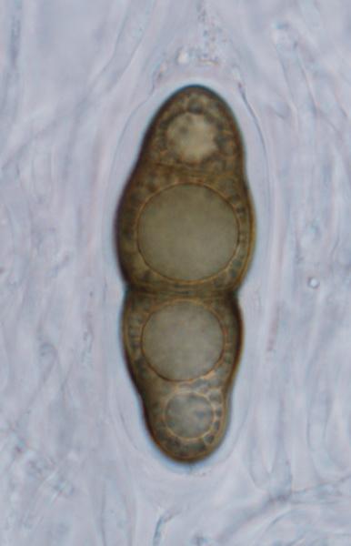 macrostoma