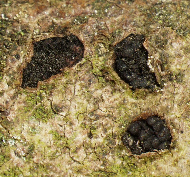 macrostoma