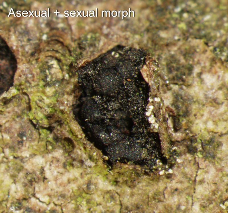 macrostoma