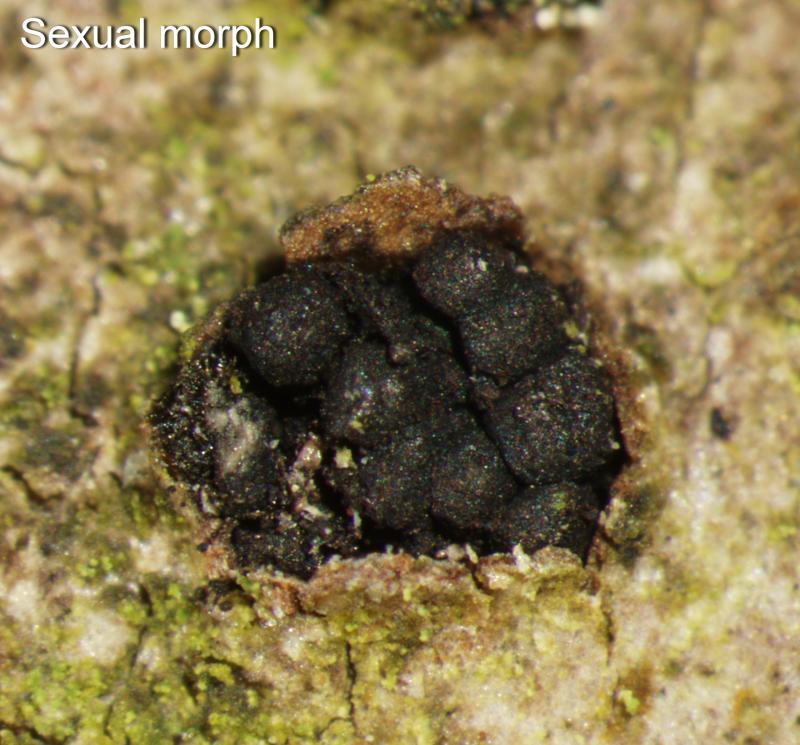 macrostoma