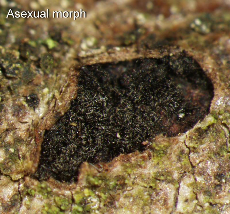 macrostoma