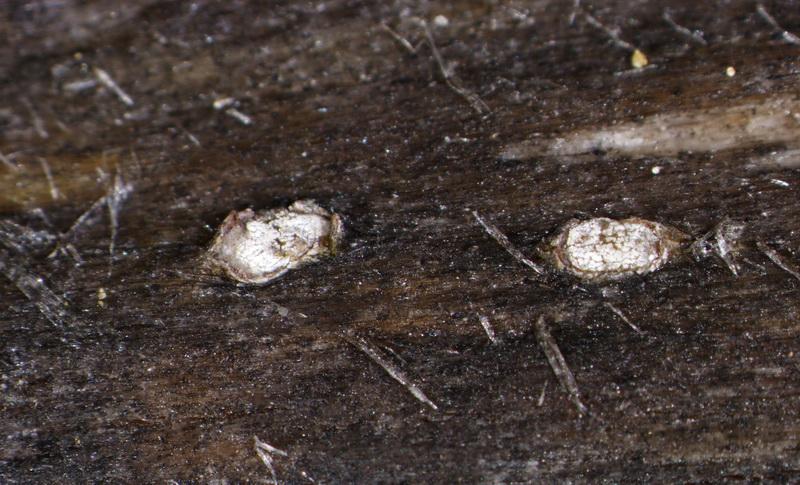 macrostoma
