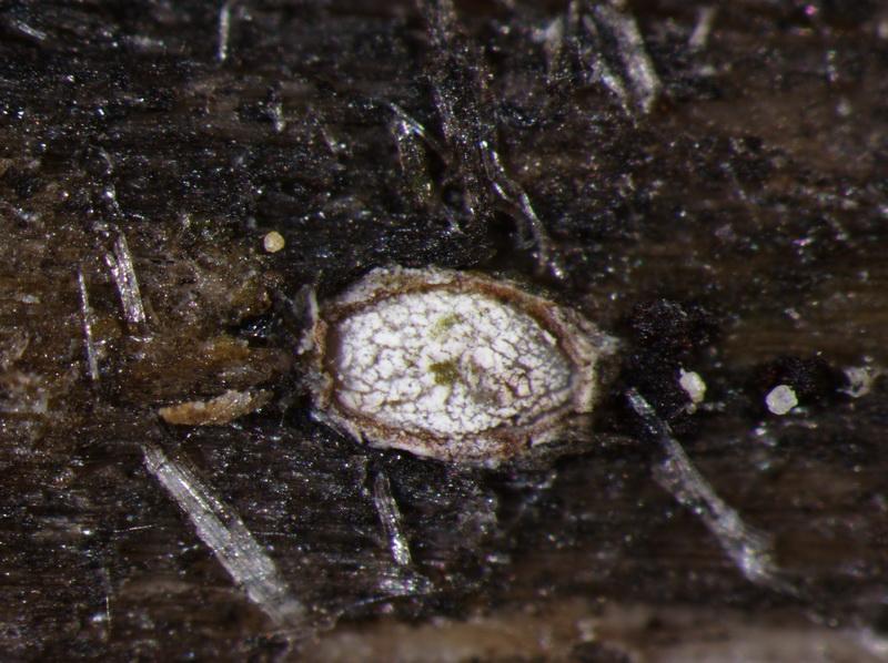 macrostoma