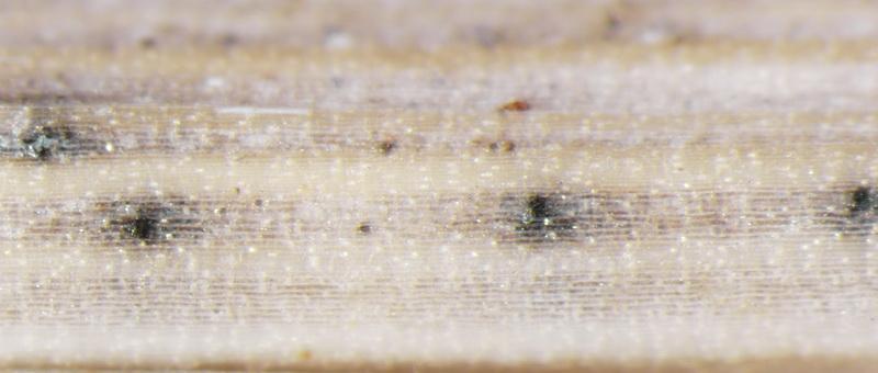 macrostoma