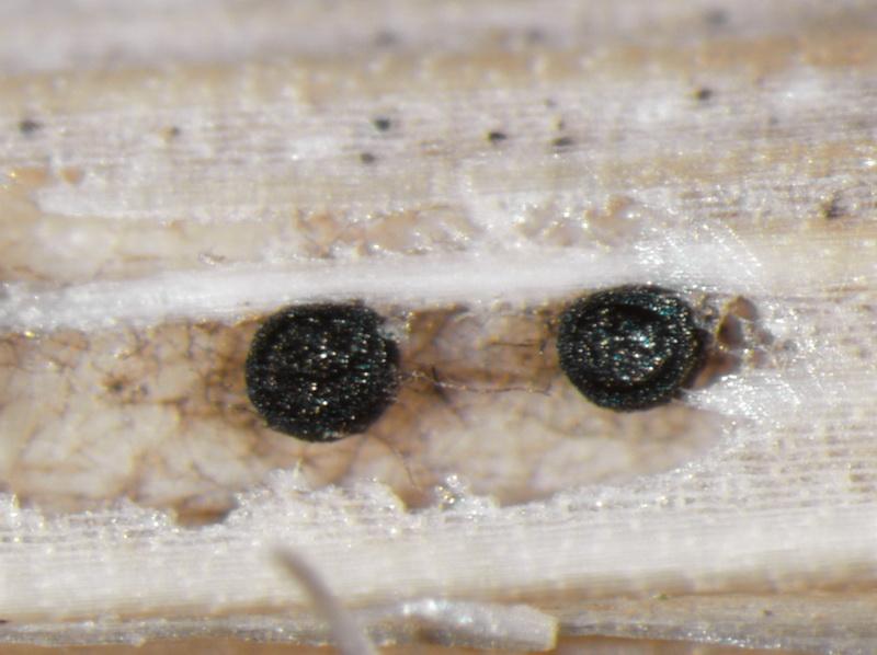 macrostoma