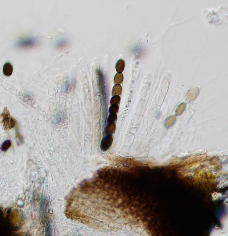 macrostoma