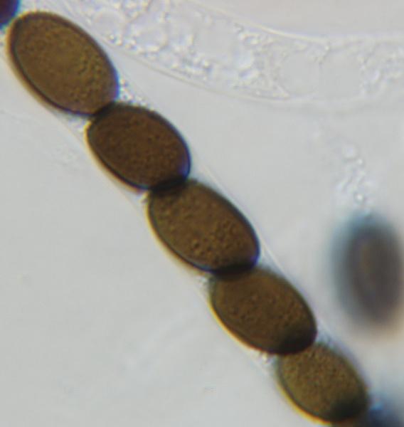 macrostoma
