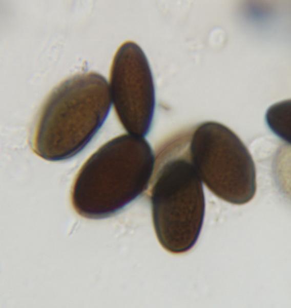 macrostoma