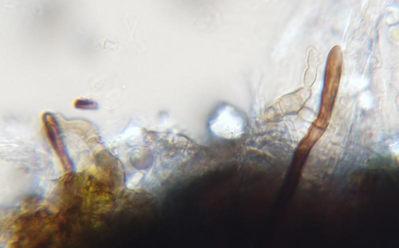 macrostoma