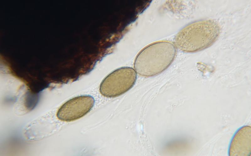 macrostoma