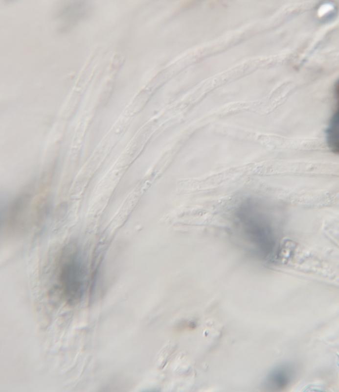 macrostoma