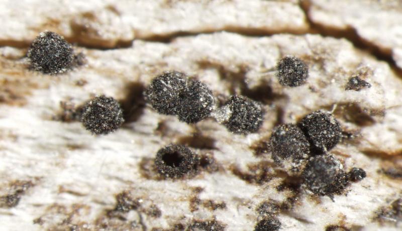 macrostoma