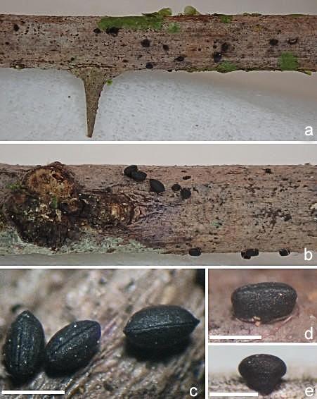 macrostoma