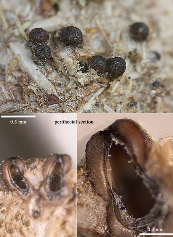 macrostoma
