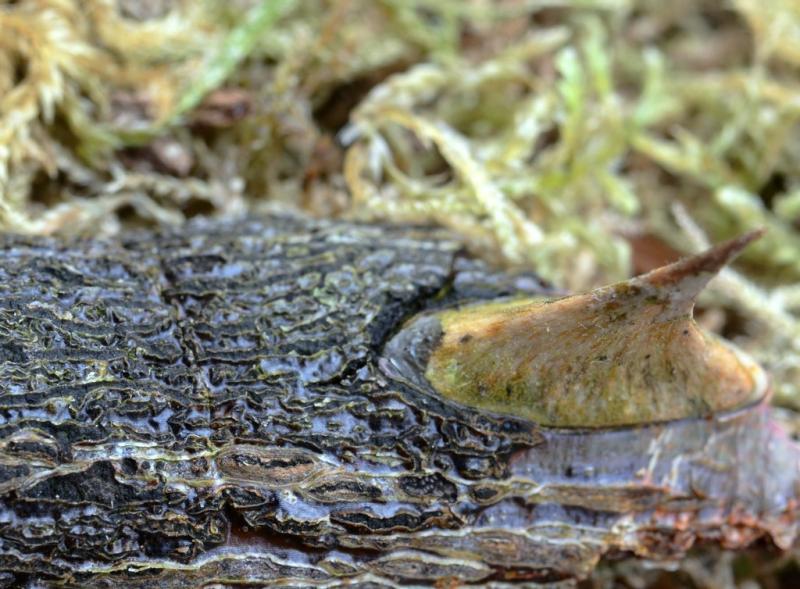 macrostoma