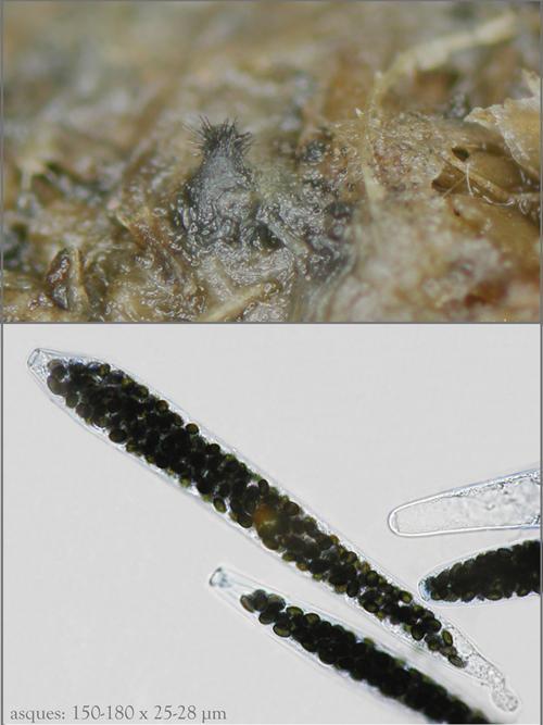 macrostoma