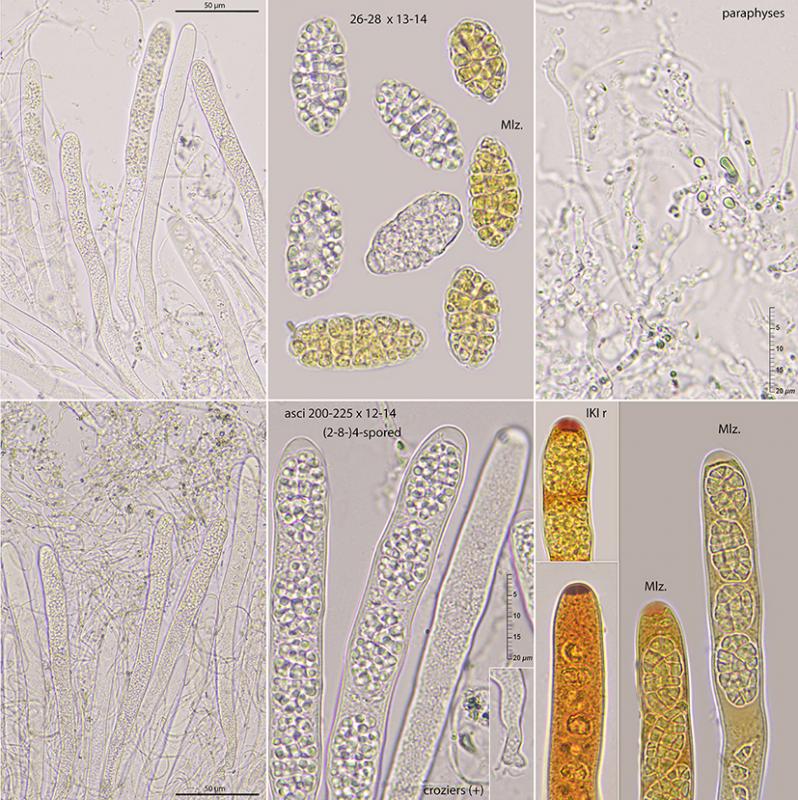 macrostoma