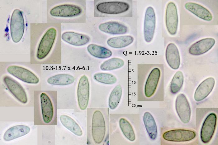 macrostoma