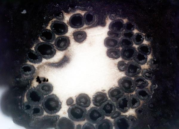 macrostoma