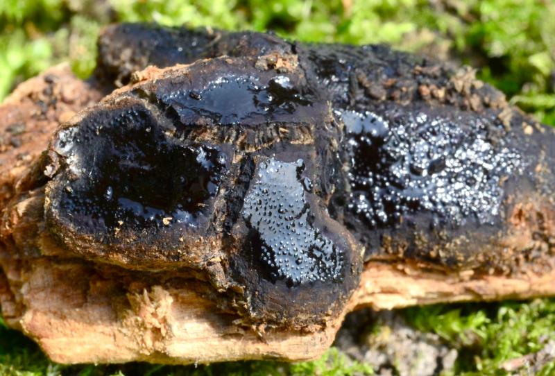 macrostoma