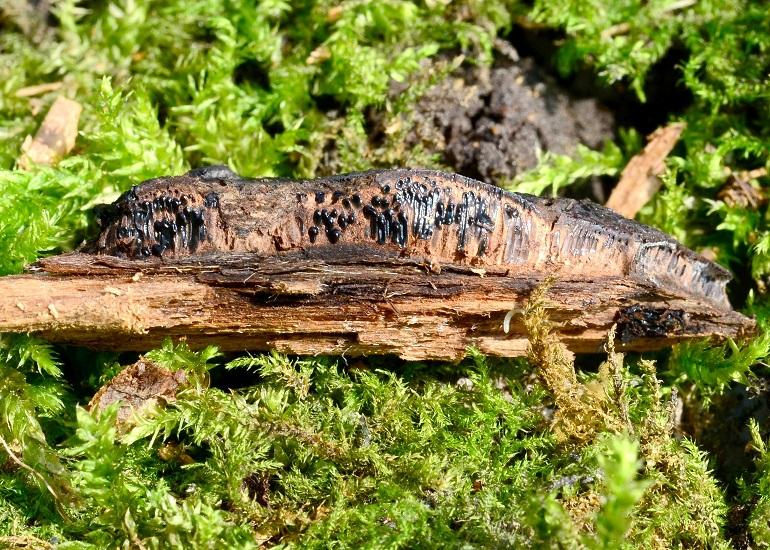 macrostoma