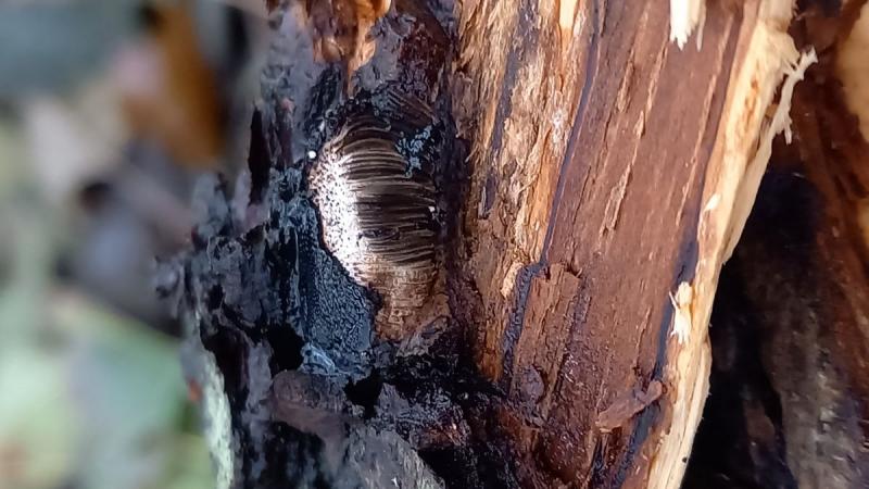macrostoma