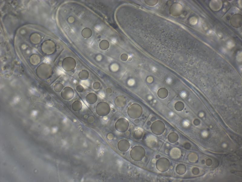 macrostoma