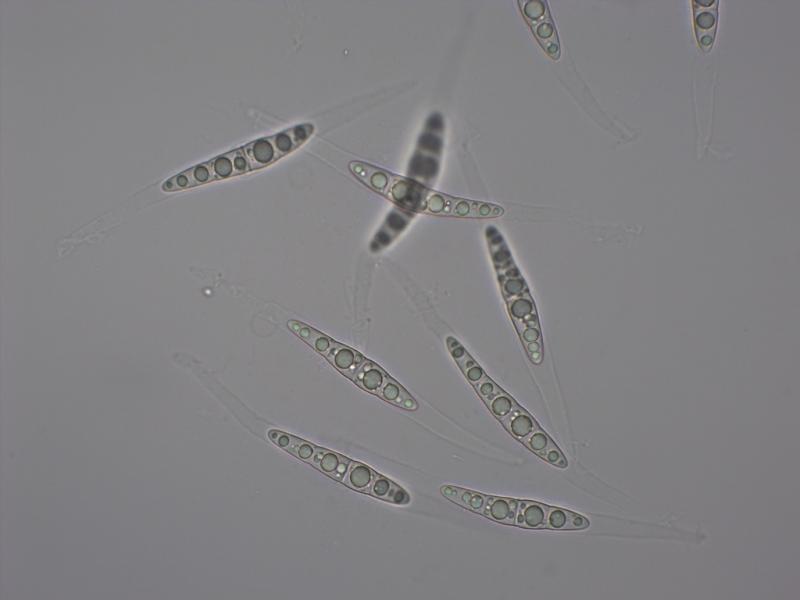 macrostoma