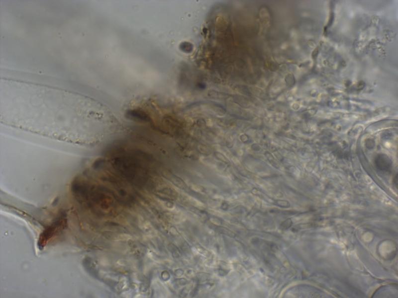macrostoma