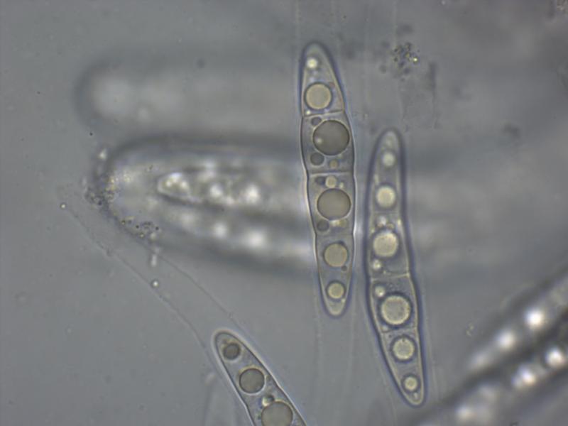 macrostoma