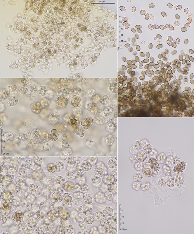 macrostoma