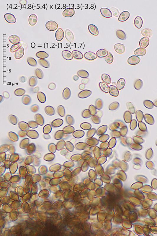 macrostoma