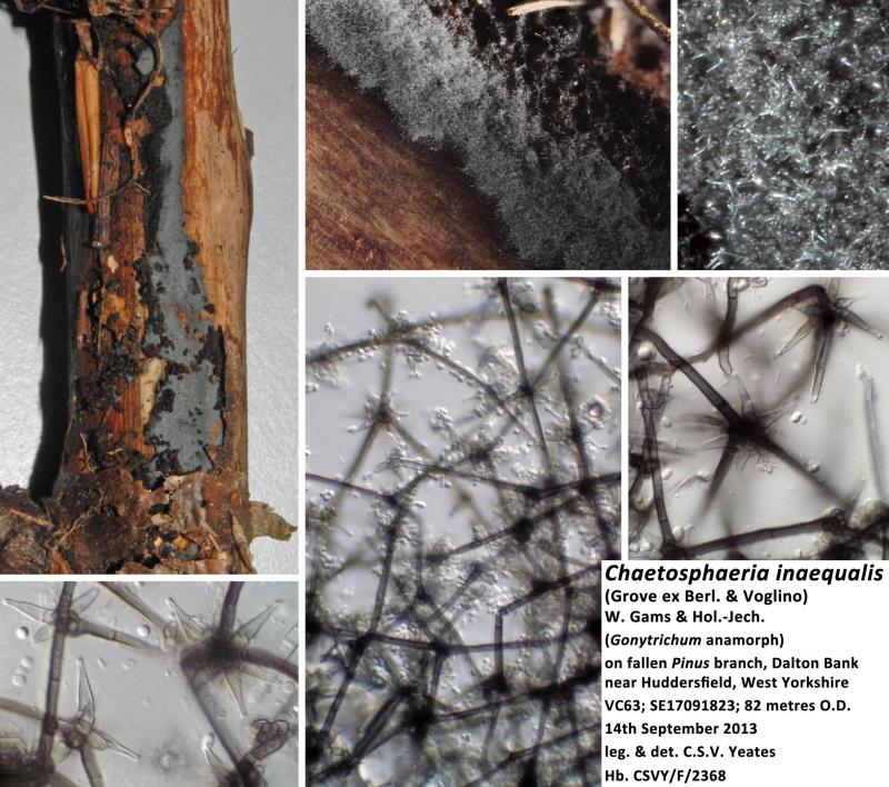 macrostoma