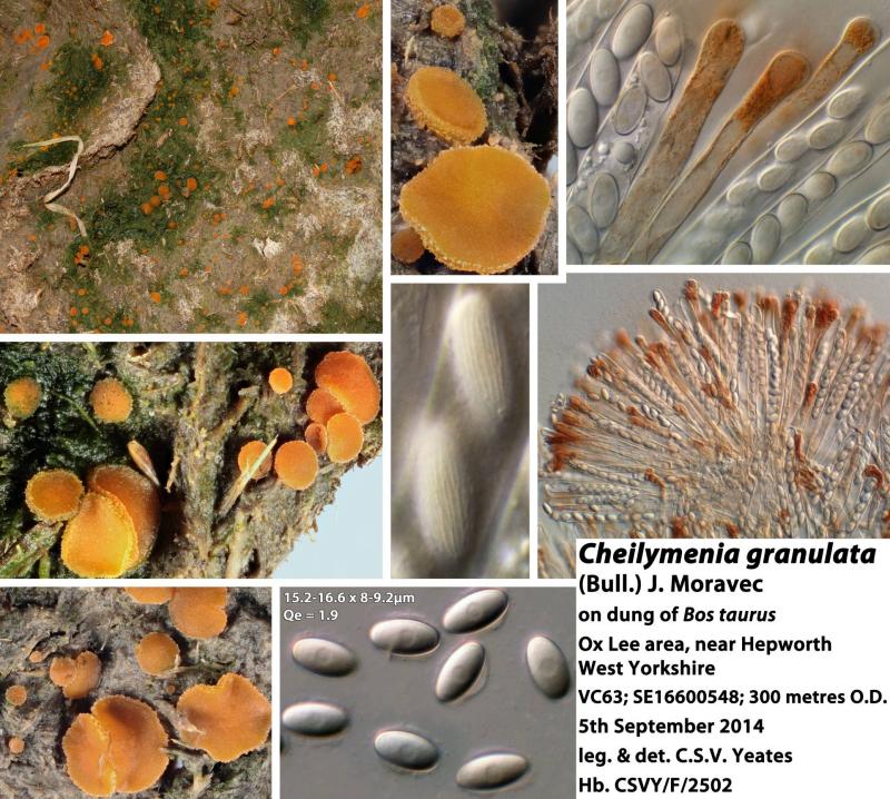 macrostoma