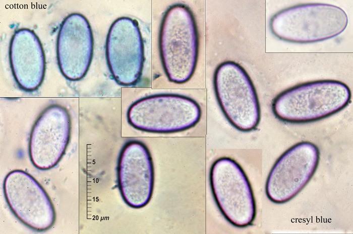macrostoma