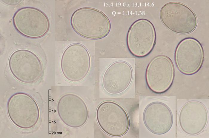macrostoma