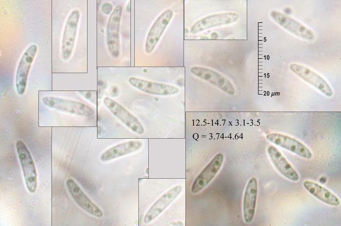 macrostoma