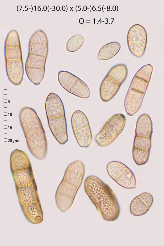 macrostoma
